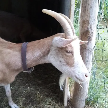 Nido Del Picchio Alloggio in famiglia